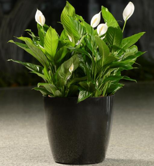 JARDINERA 40 X 40x JARDINERA PEQUEÑA